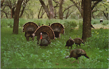 Thanksgiving Wild Turkeys Display Courting Plumage picture
