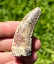 XL Fossil Dinosaur Tooth Eocarcharia dinops 2.1” Theropod Rare Cretaceous Age picture