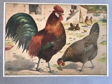 Original vintage school chart of Chickens, litograph picture