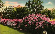 Vintage Postcard- Coral Vines Early 1900s picture