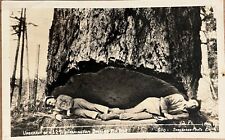 RPPC Port Angeles Men Inside Huge Fir Tree Washington Real Photo Postcard c1940 picture