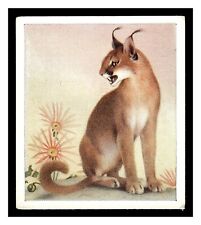 CARACAL #8 GODFREY PHILLIPS ANIMAL STUDIES 1936 TOBACCO HIGHER GRADE GREAT picture