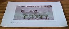 Antique 1914 Real Photo Sheep Postcard The Pride of the Farm picture