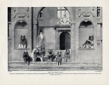 KEESHOND MRS WINGFIELD DIGBY'S DOGS AT SHERBORNE CASTLE  ORIGINAL 1934 DOG PRINT picture