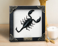 Real Frame Dead Scorpion Black Gothic Home Decor Shadow Box Insect Bug Taxidermy picture