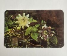 Postcard Bermuda’s Passion Flower picture