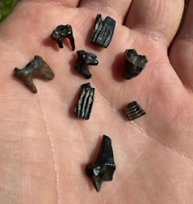 8 EIGHT SMALL MAMMAL FOSSIL TEETH RAT RACCOON MUSKRAT SKUNK FOSSILS TOOTH JAW Fg picture