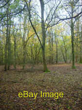 Photo 6x4 Wood near Oreham Common Small Dole Not marked on the map but th c2008 picture