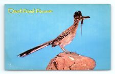 Desert Road Runner Bird Vintage Postcard picture