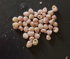 Niihau Genuine Kahelelani Shells Size 10/11 For Jewelry Making picture