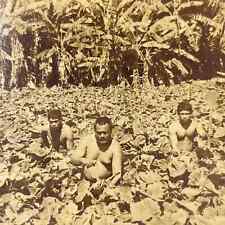 1896 Stereoview Card Native Bucks Cultivating The Taro Plant Hawaiian Islands picture