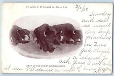 Pierre South Dakota SD Postcard Part Of The Philip Buffalo Herd 1908 Antique picture