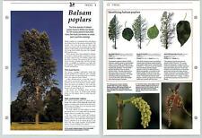 Balsam Poplars - Trees - The Living Countryside Page picture