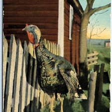 c1910s Cute Turkey Waiting for the Axe Postcard Behead Butcher Thanksgiving A90 picture
