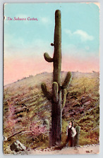 Postcard The Suhuara Cactus Pub Newman Post Card Co. picture