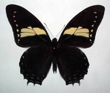 PAPILIO MENATIUS EUROTAS - unmounted butterfly picture