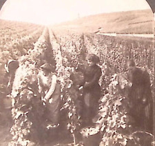 1904 RUDESHEIM GERMANY LADIES PICKING GRAPES AT VINYARD STEREOVIEW Z1259 picture