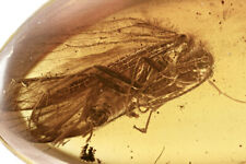Baltic Amber Caddisfly Insect Inclusion with 4x Magnifying Case picture
