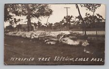 Postcard RPPC Petrified Tree 80 Ft. Long Eagle Pass Texas c1916 picture