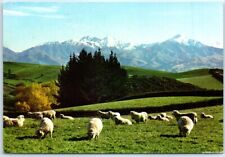Postcard - The pastoral lands around Geraldine, New Zealand picture