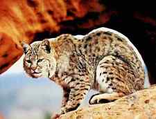 Bobcat - North American Wild Animal Poster 9