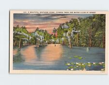 Postcard A Beautiful Southern Scene Cypress Trees & Water Lilies at Sunset picture