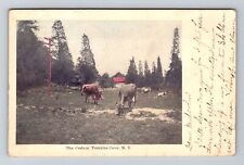 Tomkins Cove NY-New York, The Cedars, Grazing Cows, c1907 Vintage Postcard picture