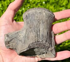 NICE Texas Fossil Mosasaur Vertebrae Texas Ozan Formation Dinosaur Bones picture