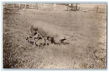c1910's Hogs Pigs Farm Lane County Oregon OR Antique RPPC Photo Postcard picture