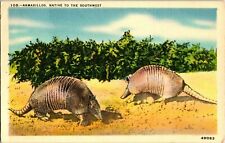 Postcard Armadillo Mexican Wild Hog Native Southwest A57 picture