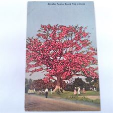 Clearwater Florida -Huge Kapok Tree- Full Bloom on Road 593 Postcard Posted 1952 picture