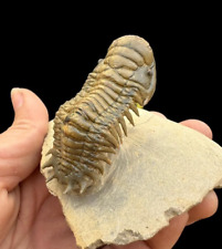 Awesome quality Flying Trilobite Fossil from Morocco: A Piece of Natural History picture