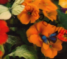 Vintage Lenticular 3-D Postcard Beautiful Butterflies & Colorful Flowers Japan picture