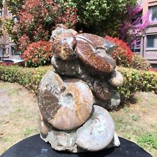 20.85LB  Large Natural Beautiful ammonite fossil conch Crystal specimen Healing picture