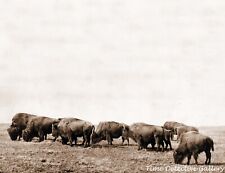 American Bison / Buffalo Grazing on The Plains - 1906 - Historic Photo Print picture
