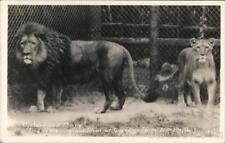 RPPC El Monte,CA Cyclone and Mary,Two of the original lions at Gay's Lion Farm picture