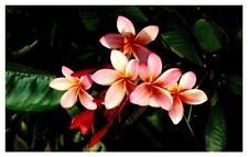 HI Hawaii Pink Plumeria (Frangipani) Blossoms Chrome Postcard picture