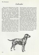 The Labrador Retriever - CUSTOM MATTED - Vintage Dog Art Print - 