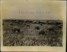 1926 Press Photo Giant Mowers Harvesting Rice Crop in Louisiana picture