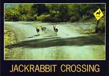 Postcard Jackrabbit Crossing, Tempe Arizona, Unposted M3 picture