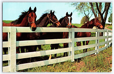 HORSES BY A FENCE POSTED 1963  VTG POSTCARD picture