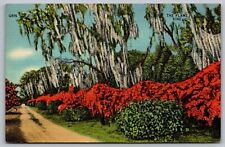 Florida Flame Vine Spanish Moss Tropical Flowers Country Road Linen VTG Postcard picture