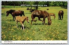 Animal~Horse Heaven~Greetings From River Falls Wisconsin~Vintage Postcard picture