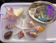 NICE Assortment Of Shells/Starfish  Lot Of 14 picture
