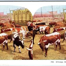 c1900s Chicago Stock Yards Cattle Cow Livestock Market Color Stereo Card V19 picture