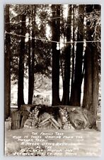 c1950s~Redcrest Motor Inn~Mother Tree~Redwood~Fire Pit~California~RPPC Postcard picture
