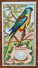 1912 Wills Birds of Australasia Cigarette Card - Chestnut Shouldered Parrakeet. picture
