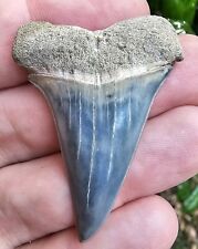 Blue Aurora North Carolina Hastalis Shark Tooth Fossil Lee Creek Not Great White picture