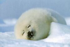 Baby Harp Seal --POSTCARD picture