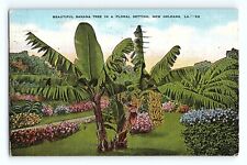 Beautiful Banana Tree In A Floral Setting New Orleans Louisiana VTG Postcard picture